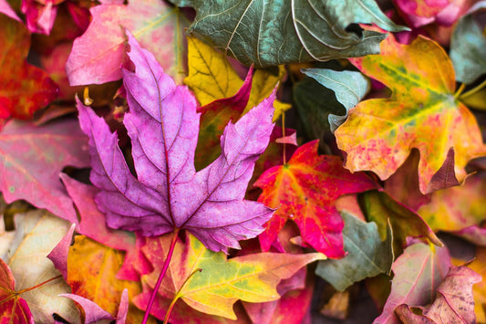 The Autumn of Fenway